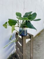 Zdjęcie rosliny doniczkowej Monstera pinnatipartita, ujęcie 2