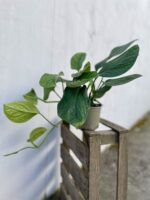 Zdjęcie rosliny doniczkowej Monstera pinnatipartita, ujęcie 3
