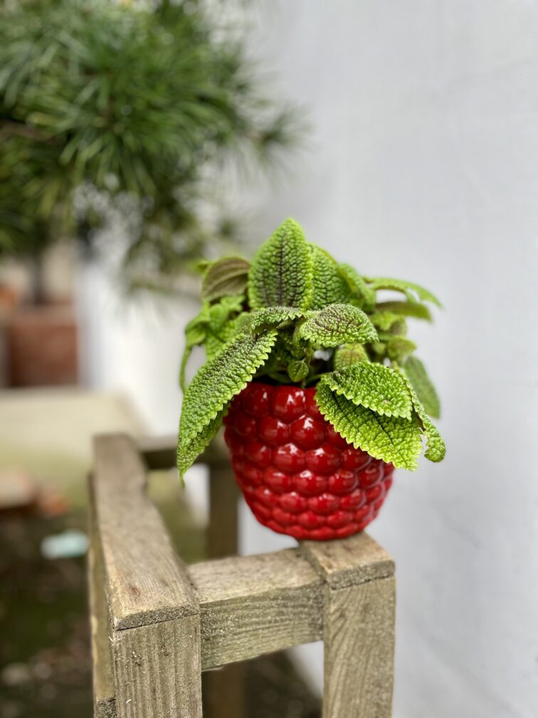 Zdjęcie doniczki lub oslonki: Osłonka Rasberry berry, ujęcie 2