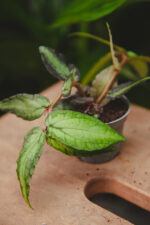 Zdjęcie rosliny doniczkowej Pellionia repens, ujęcie 1
