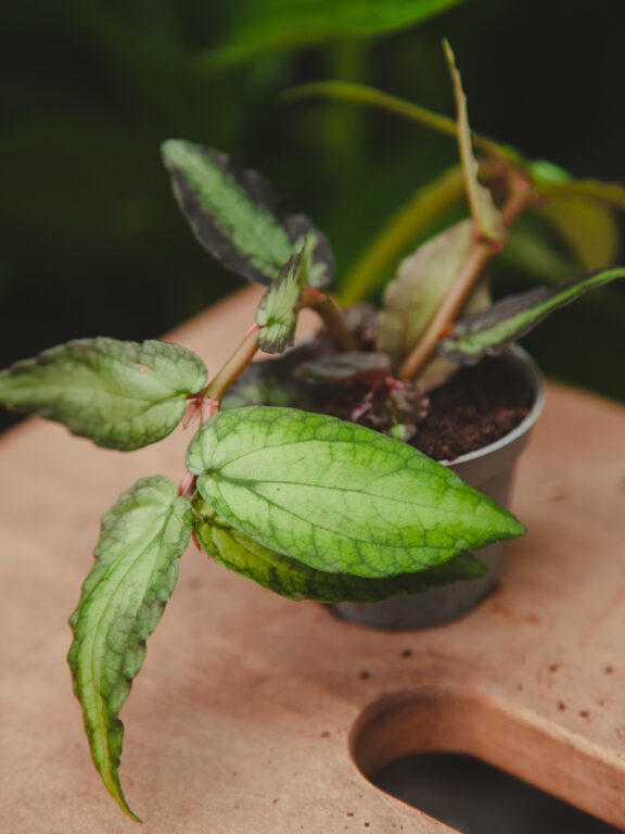 Zdjęcie rosliny doniczkowej Pellionia repens, ujęcie 1