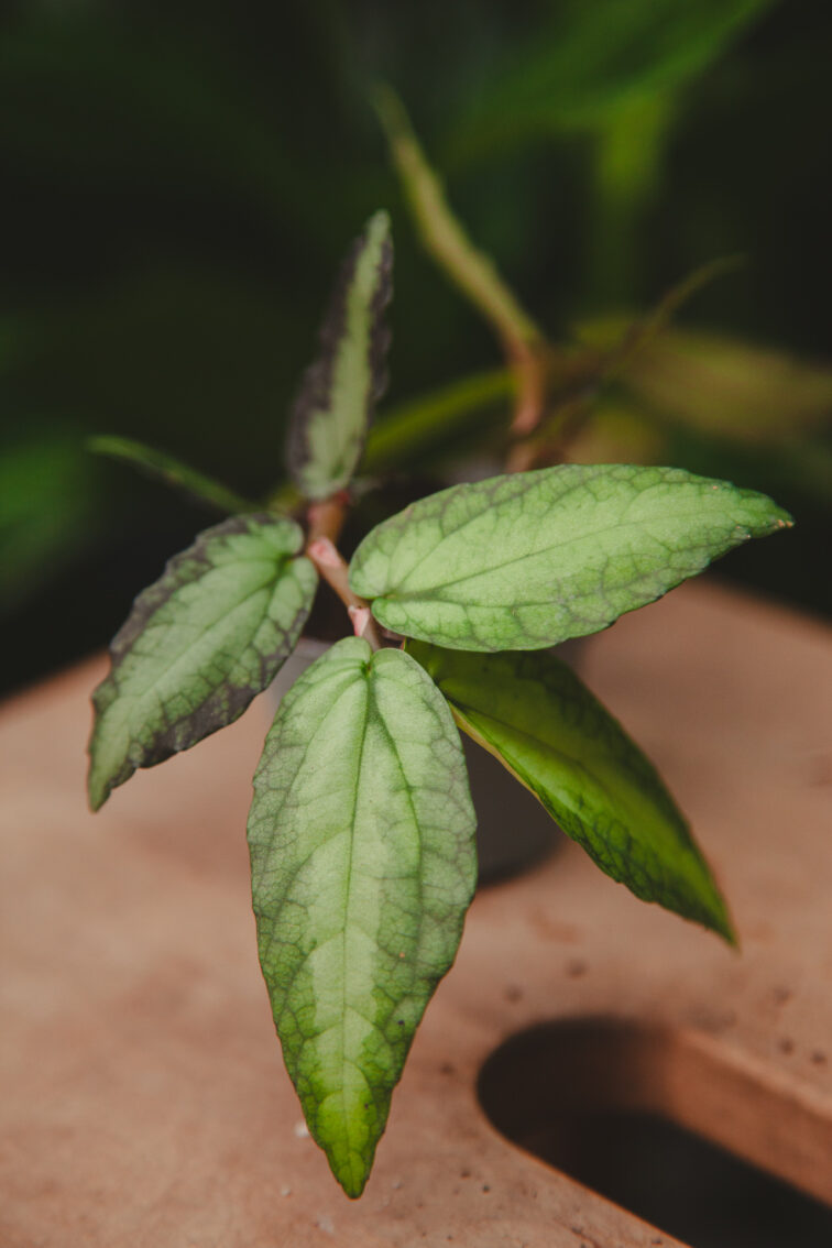 Zdjęcie rosliny doniczkowej Pellionia repens, ujęcie 2