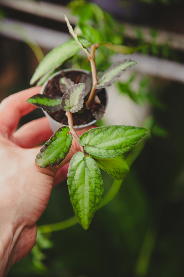 Zdjęcie rosliny doniczkowej Pellionia repens, ujęcie 3
