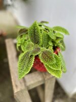 Zdjęcie rosliny doniczkowej Pilea Moonvalley, ujęcie 2