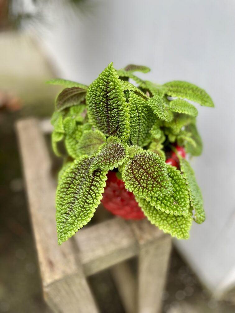Zdjęcie rosliny doniczkowej Pilea Moonvalley, ujęcie 2