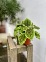 Zdjęcie rosliny doniczkowej Pilea Moonvalley, ujęcie 3
