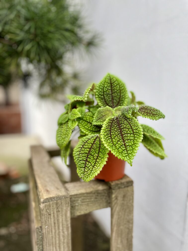 Zdjęcie rosliny doniczkowej Pilea Moonvalley, ujęcie 3