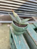 Zdjęcie rosliny doniczkowej Sansevieria Silver Almond, ujęcie 1