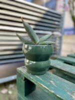 Zdjęcie rosliny doniczkowej Sansevieria Silver Almond, ujęcie 2