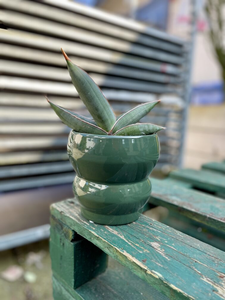 Zdjęcie rosliny doniczkowej Sansevieria Silver Almond, ujęcie 2