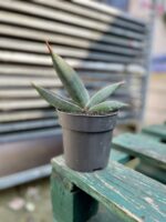 Zdjęcie rosliny doniczkowej Sansevieria Silver Almond, ujęcie 3