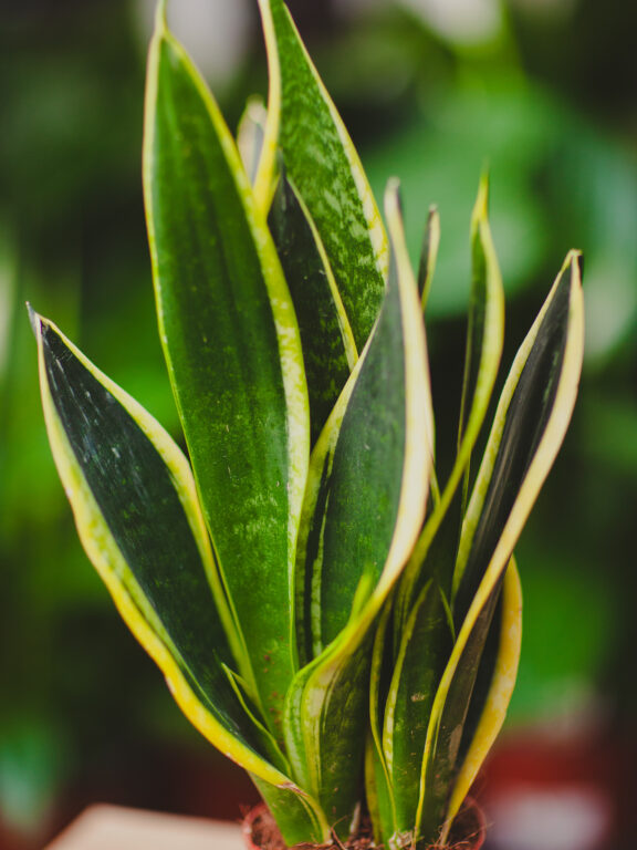Zdjęcie rosliny doniczkowej Sansevieria trif. Night Shade, ujęcie 1