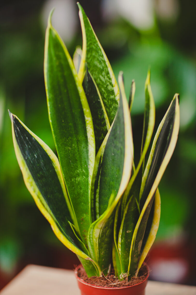 Zdjęcie rosliny doniczkowej Sansevieria trif. Night Shade, ujęcie 1
