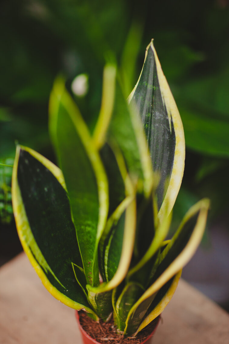 Zdjęcie rosliny doniczkowej Sansevieria trif. Night Shade, ujęcie 2
