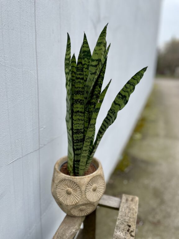 Zdjęcie rosliny doniczkowej Sansevieria Zeylanica, ujęcie 1