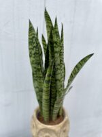 Zdjęcie rosliny doniczkowej Sansevieria Zeylanica, ujęcie 2