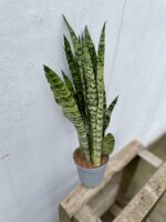 Zdjęcie rosliny doniczkowej Sansevieria Zeylanica, ujęcie 3