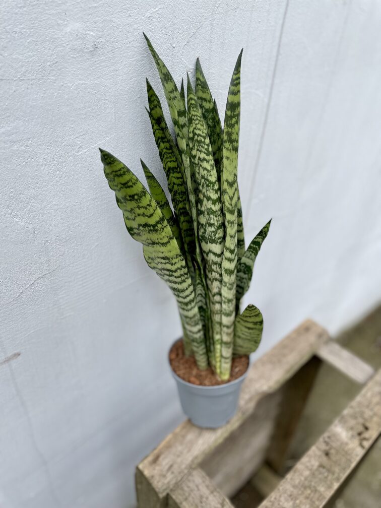Zdjęcie rosliny doniczkowej Sansevieria Zeylanica, ujęcie 3