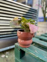 Zdjęcie rosliny doniczkowej Syngonium Neon Robusta, ujęcie 1