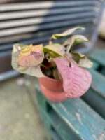 Zdjęcie rosliny doniczkowej Syngonium Neon Robusta, ujęcie 2