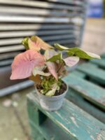 Zdjęcie rosliny doniczkowej Syngonium Neon Robusta, ujęcie 3
