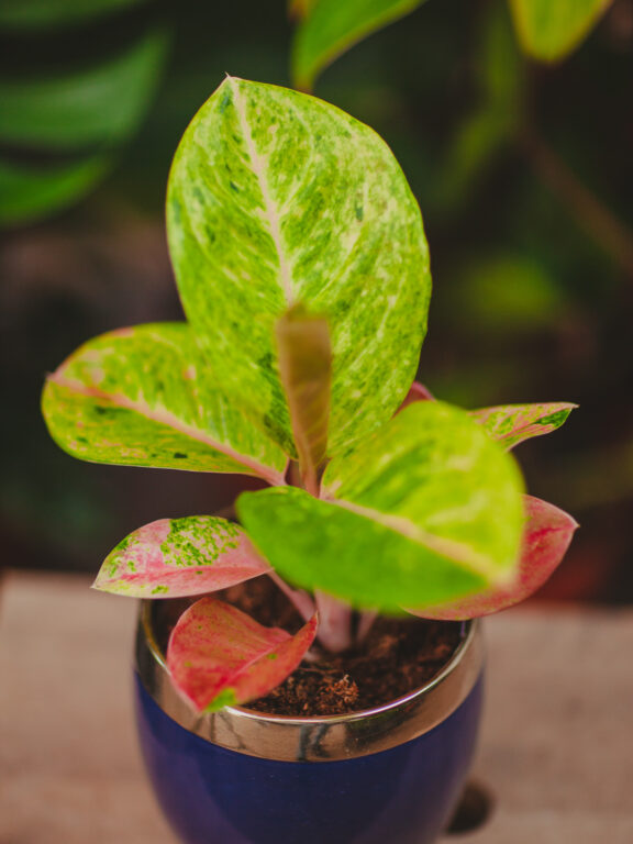 Zdjęcie rosliny doniczkowej Aglaonema Apple Fantasy, ujęcie 1