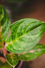 Zdjęcie rosliny doniczkowej Aglaonema Peach Perl, ujęcie 1