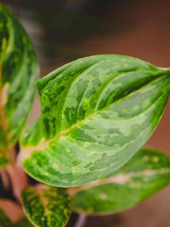 Zdjęcie rosliny doniczkowej Aglaonema Peach Perl, ujęcie 1