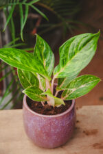 Zdjęcie rosliny doniczkowej Aglaonema Peach Perl, ujęcie 2