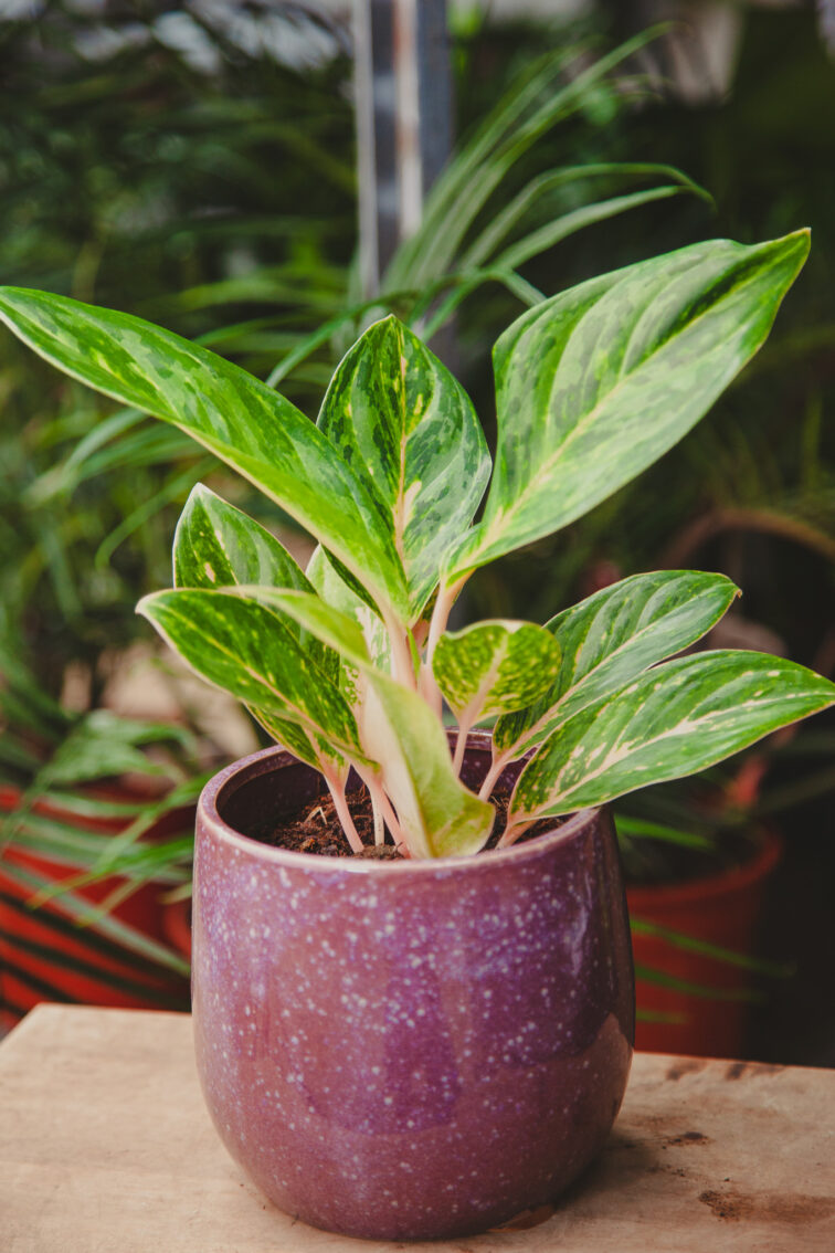 Zdjęcie rosliny doniczkowej Aglaonema Peach Perl, ujęcie 3