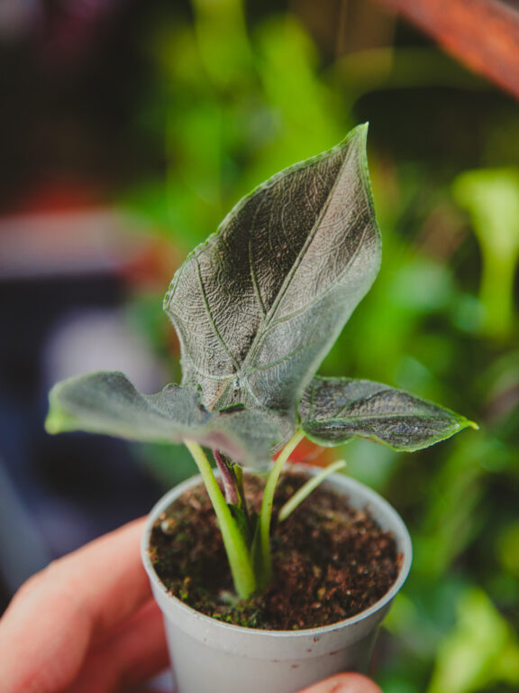 Zdjęcie rosliny doniczkowej Alocasia Antoro velvet, ujęcie 1