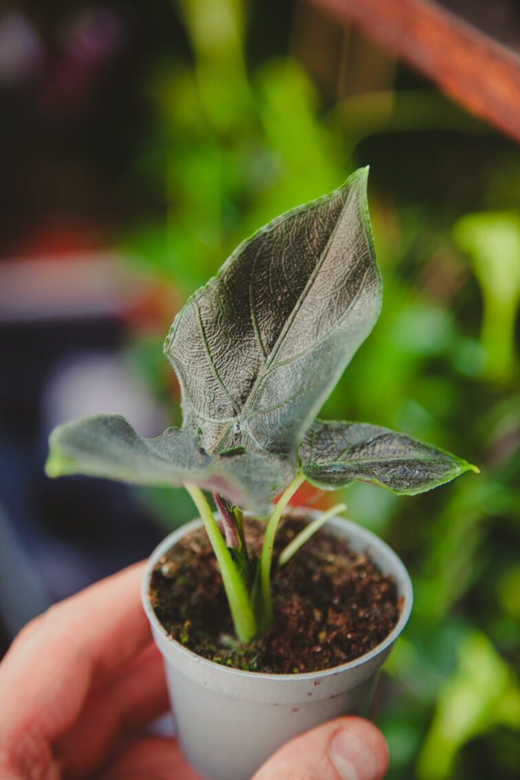 Zdjęcie rosliny doniczkowej Alocasia Antoro velvet, ujęcie 1