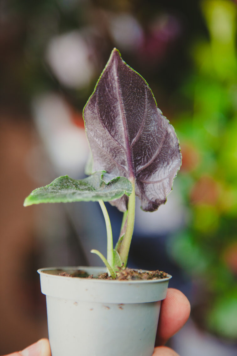 Zdjęcie rosliny doniczkowej Alocasia Antoro velvet, ujęcie 2