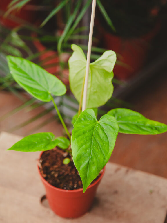 Zdjęcie rosliny doniczkowej Anthurium Balaoanum, ujęcie 1
