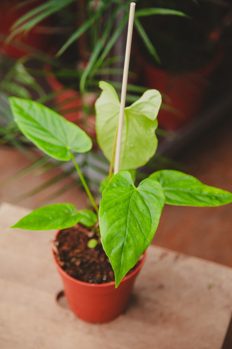 Zdjęcie rosliny doniczkowej Anthurium Balaoanum, ujęcie 1