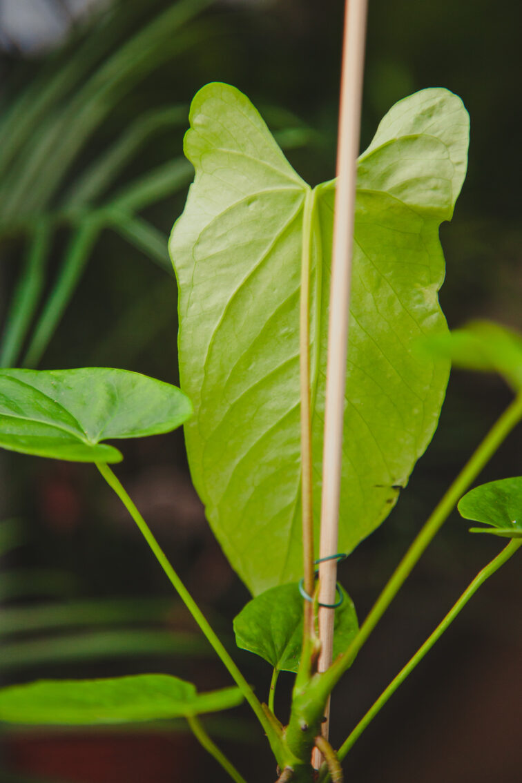 Zdjęcie rosliny doniczkowej Anthurium Balaoanum, ujęcie 2
