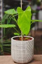 Zdjęcie rosliny doniczkowej Anthurium Balaoanum, ujęcie 3