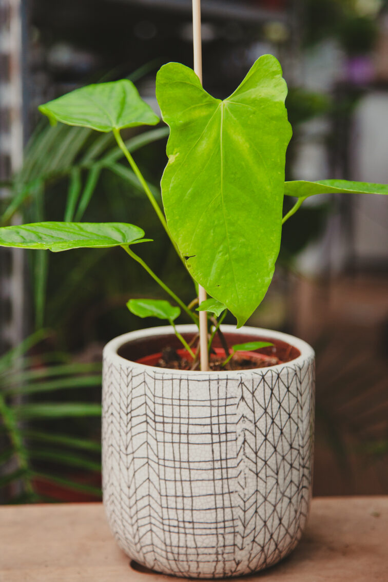 Zdjęcie rosliny doniczkowej Anthurium Balaoanum, ujęcie 3