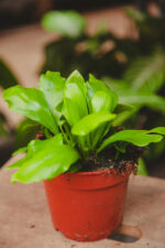 Zdjęcie rosliny doniczkowej Asplenium scolopendrium, ujęcie 1