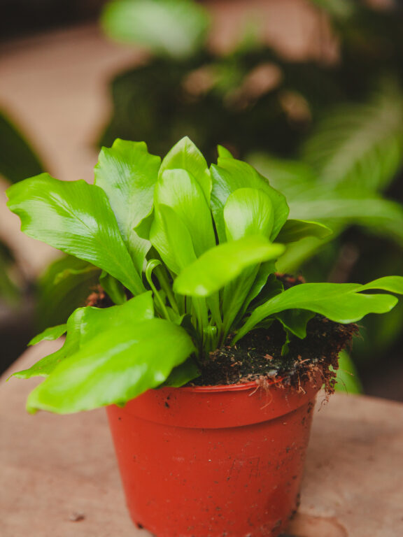 Zdjęcie rosliny doniczkowej Asplenium scolopendrium, ujęcie 1