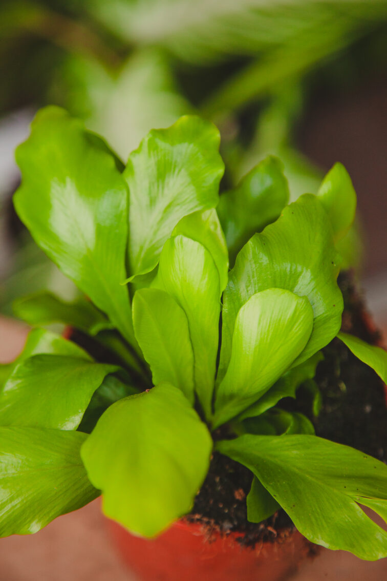 Zdjęcie rosliny doniczkowej Asplenium scolopendrium, ujęcie 2