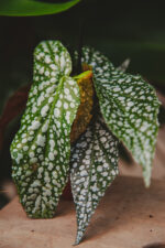 Zdjęcie rosliny doniczkowej Begonia Snow Capped, ujęcie 2