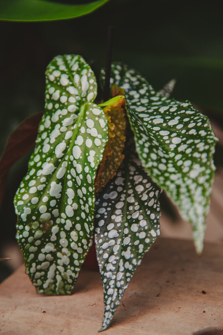 Zdjęcie rosliny doniczkowej Begonia Snow Capped, ujęcie 2
