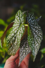 Zdjęcie rosliny doniczkowej Begonia Snow Capped, ujęcie 3