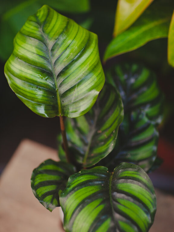Zdjęcie rosliny doniczkowej Calathea fasciata, ujęcie 1