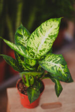 Zdjęcie rosliny doniczkowej Dieffenbachia Sublime, ujęcie 1