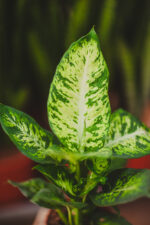 Zdjęcie rosliny doniczkowej Dieffenbachia Sublime, ujęcie 2
