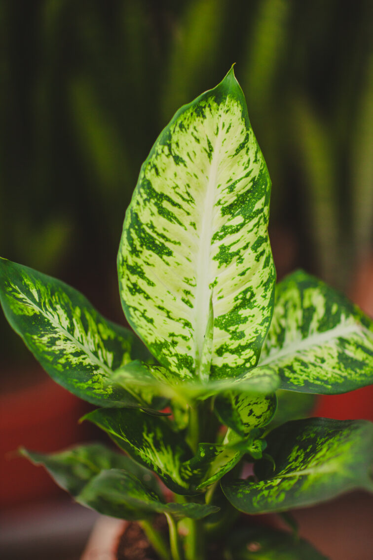 Zdjęcie rosliny doniczkowej Dieffenbachia Sublime, ujęcie 2