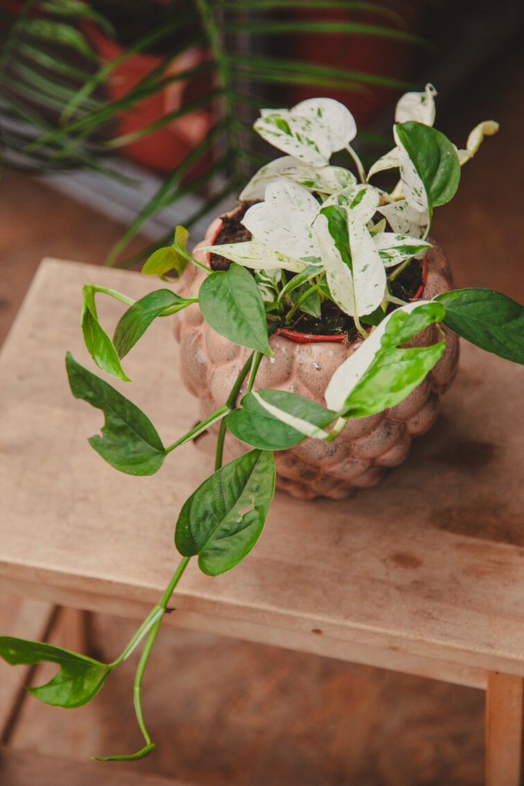 Zdjęcie rosliny doniczkowej Epipremnum Marble Variegata, ujęcie 1