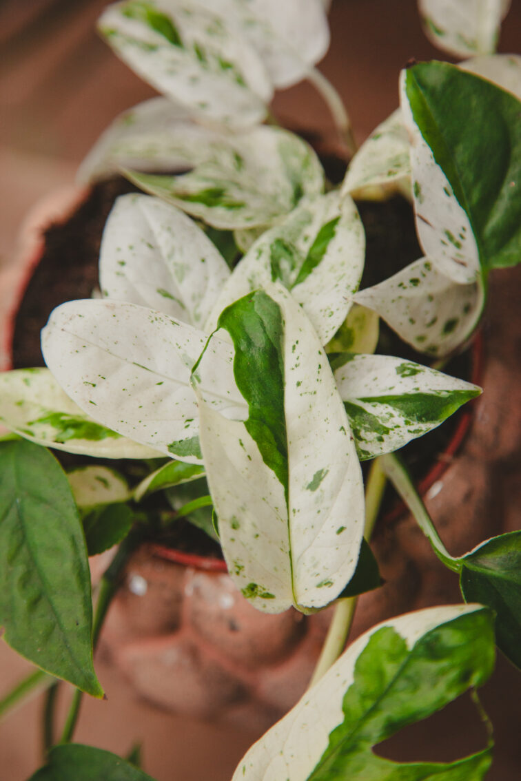 Zdjęcie rosliny doniczkowej Epipremnum Marble Variegata, ujęcie 2
